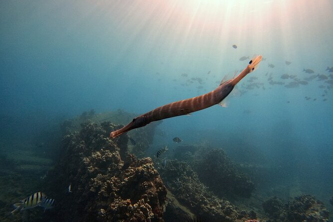Certified Divers! Scuba dive the Ka'anapali Coast and more! - Price and value at $169