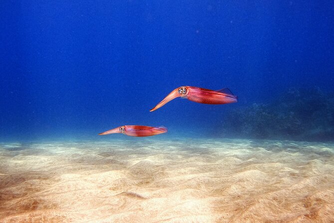 Certified Divers! Scuba dive the Ka'anapali Coast and more! - Plan the rest of your Maui day carefully