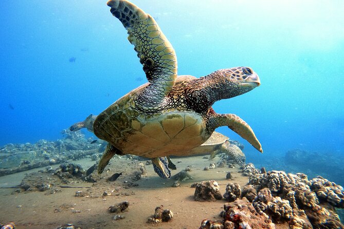 Certified Divers! Scuba dive the Ka'anapali Coast and more! - Sarah Sisco and the human side of the outing