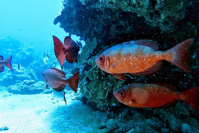 Clear Kayak Tour with Pontoons and Optional Snorkeling-Unlimited - The snorkeling option for cautious beginners