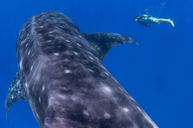 Custom Private Adventure - Snorkeling with room to spread out