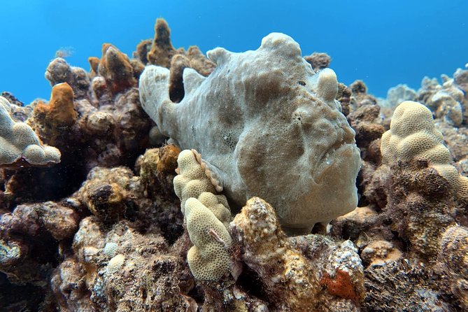 Custom Private Adventure - SCUBA for certified and first-time participants