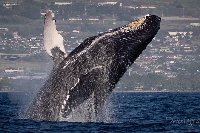 Custom Private Adventure - Winter whale watching from the boat