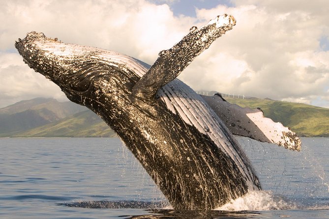 Deluxe Whale Watching Sail on Maui - Key points to know before booking