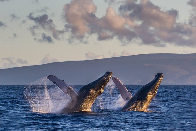 Deluxe Whale Watching Sail on Maui - The hydrophone adds a second way to experience whales