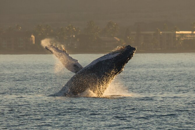 Deluxe Whale Watching Sail on Maui - Lunch, drinks, and the value of the fare