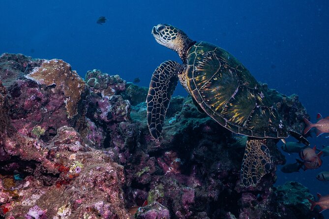 Discover Scuba Diving Class from Lahaina - Why the four-person limit matters