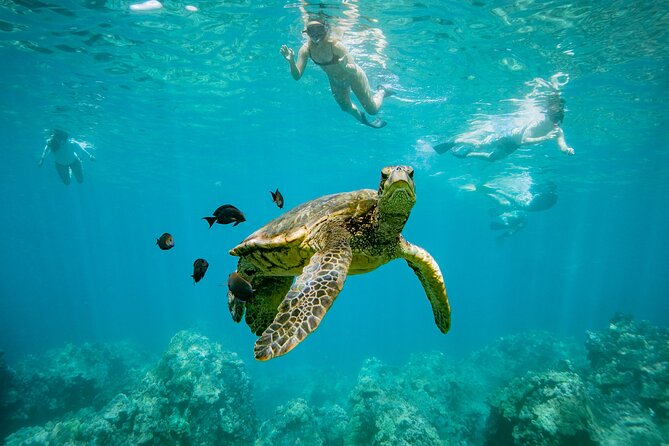 Discover the Magic of Coral Garden’s Turtle Town - Maalaea Harbor - Quick reasons to consider this sail