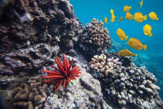 Discover the Magic of Coral Garden’s Turtle Town - Maalaea Harbor - Breakfast, lunch, snacks, and the floating Tiki Bar