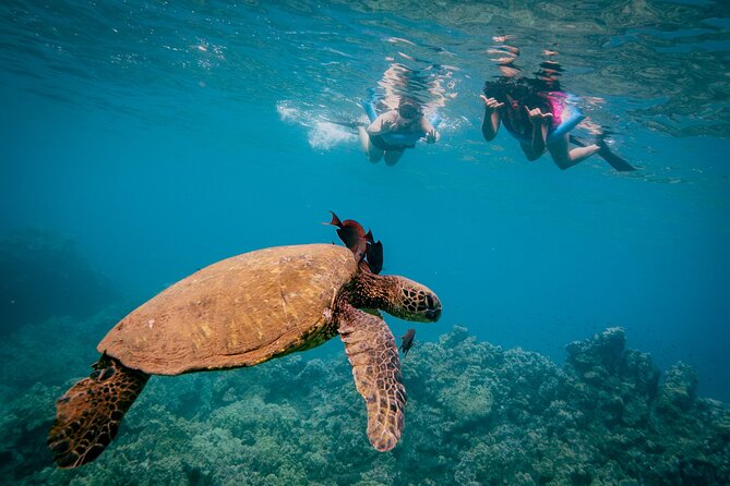 Discover the Magic of Coral Garden’s Turtle Town - Maalaea Harbor - From Maalaea Harbor to the reef