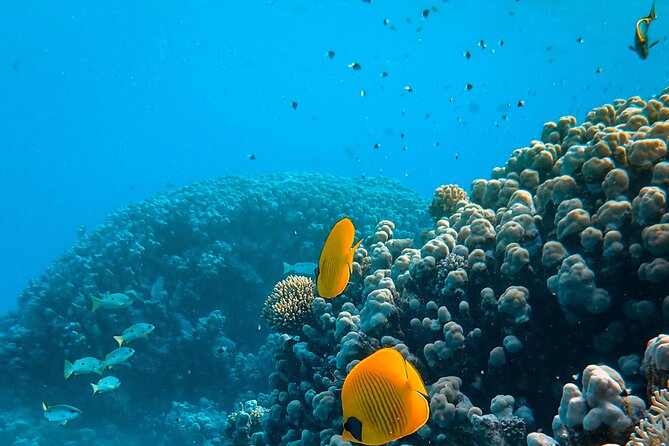 E-Scooter Snorkel With Photo and Video At Turtle Town - Who should book this Maui snorkel?