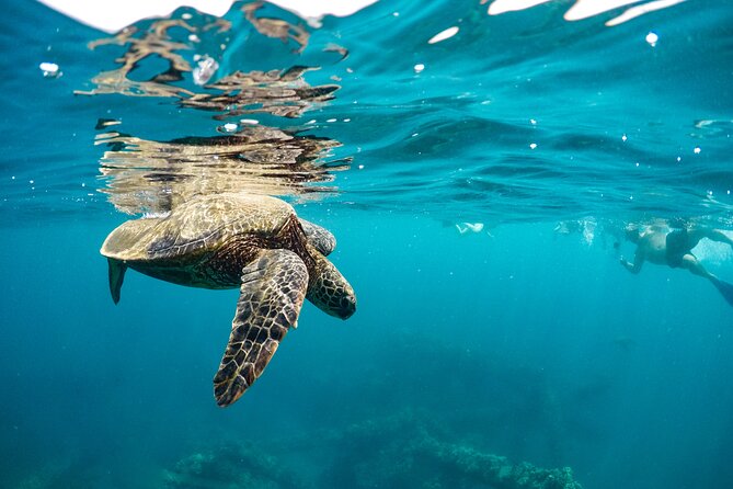 Eco-Raft Tour: Maui-Lanai Snorkel / Dolphin Watch (Semi-Private) - Snorkeling at one or two reef sites