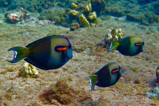 Eco Sea Scooter Beach Entry - Rent a GoPro Video tape Sea Turtles - What the GoPro and SD card add