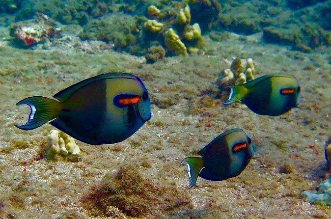 Eco Sea Scooter Beach Entry - Rent a GoPro Video tape Sea Turtles - How the $189 price measures up