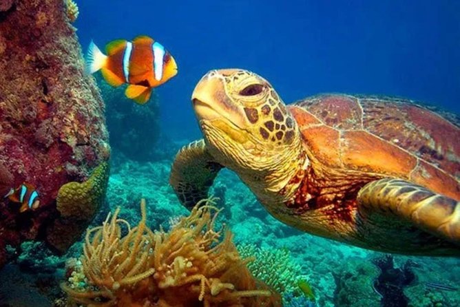 Eco Sea Scooter Guided Beach Tour From The Famous Kapalua Bay - Timing, weather, and cancellation details