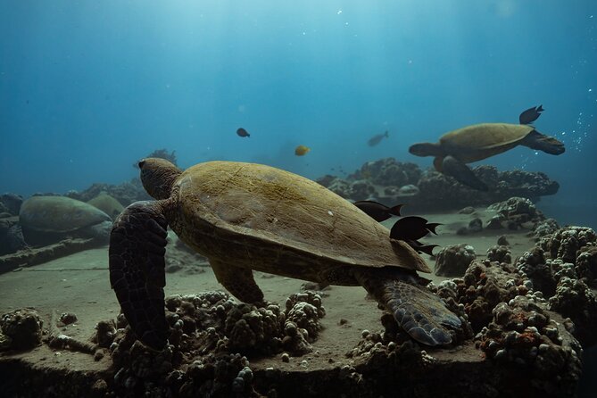 First Timers and Non-Swimmers Snorkeling Experience in Wailea - A gentle start at Makena Landing
