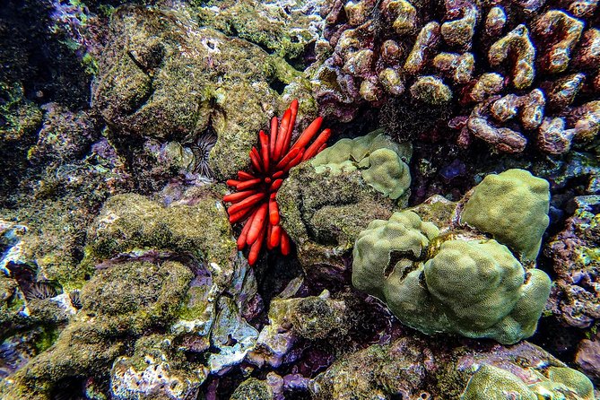 Four Winds Molokini Snorkeling Tour from Maalaea Harbor - Breakfast, grilled lunch, and the onboard bar