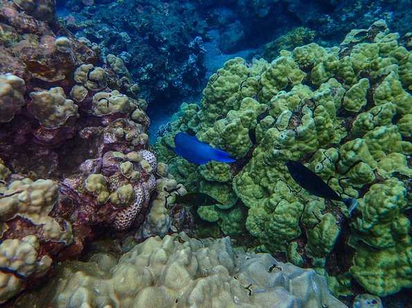Four Winds Molokini Snorkeling Tour from Maalaea Harbor - Is the $202.59 price good value?