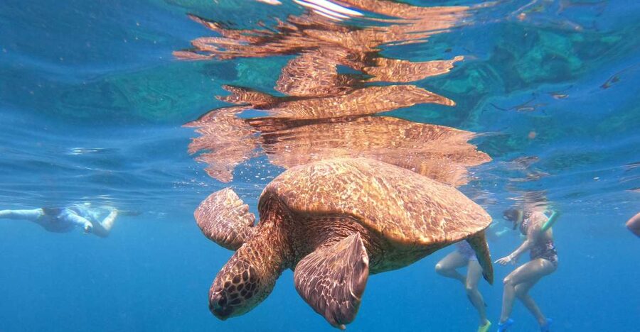 From Ka'anapali: West Maui Half-Day Snorkel Tour w/ Food - Breakfast With Dolphins and Winter Whales