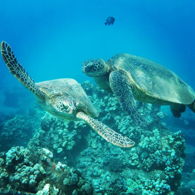 From Kaanapali: Afternoon West Maui Snorkeling w/ Drinks - Key points to know before booking