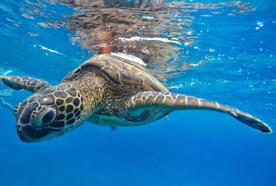 From Kaanapali: Afternoon West Maui Snorkeling w/ Drinks - Who should book this cruise