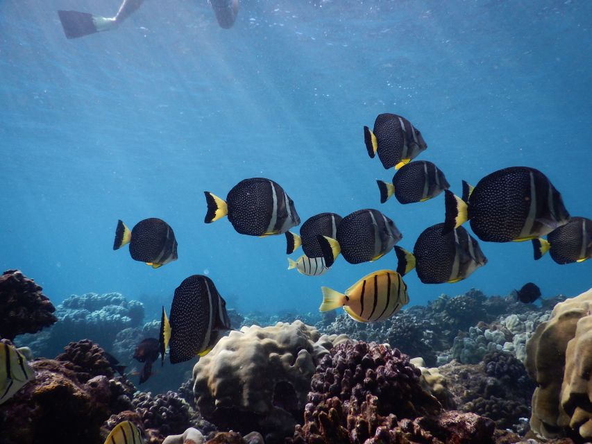 From Kaanapali: Afternoon West Maui Snorkeling w/ Drinks - Should you book the Sea Maui afternoon snorkel?