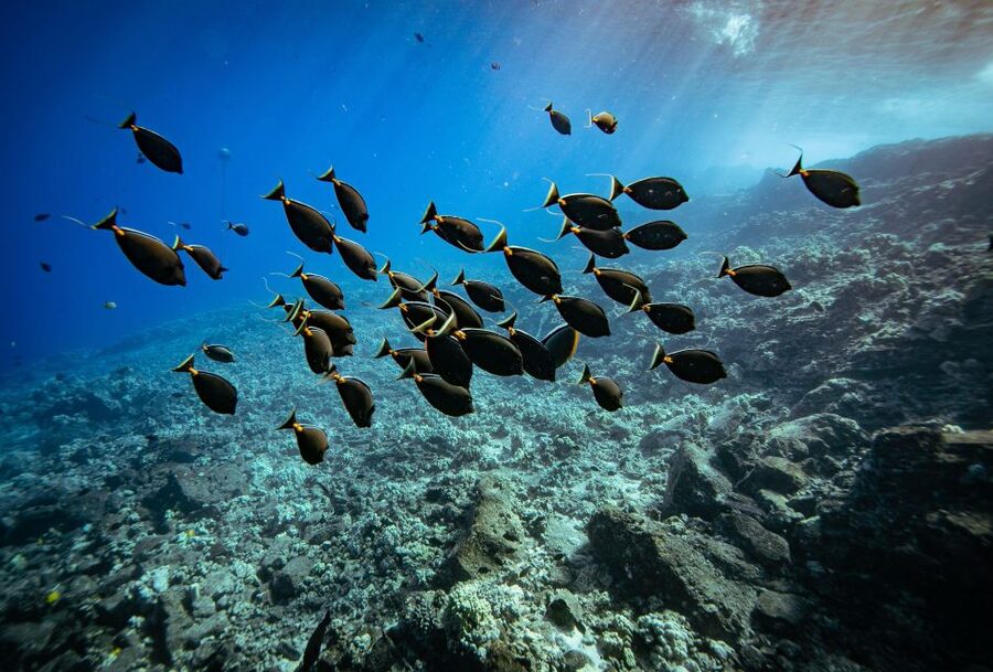 From Kihei: Molokini Crater and Turtle Town Snorkeling - Turtle Town is the emotional highlight for many swimmers
