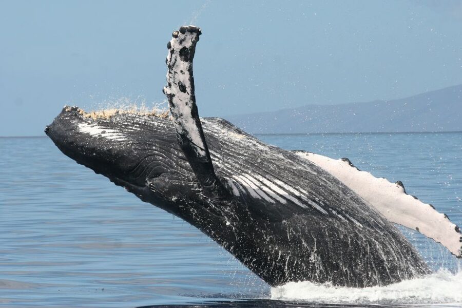 From Ma'alaea: Afternoon Whale Watch Tour Aboard the Malolo - Practical details before you book