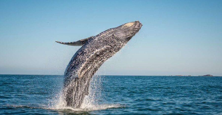 From Ma'alaea: Afternoon Whale Watch Tour Aboard the Malolo - Two hours of watching, listening, and learning