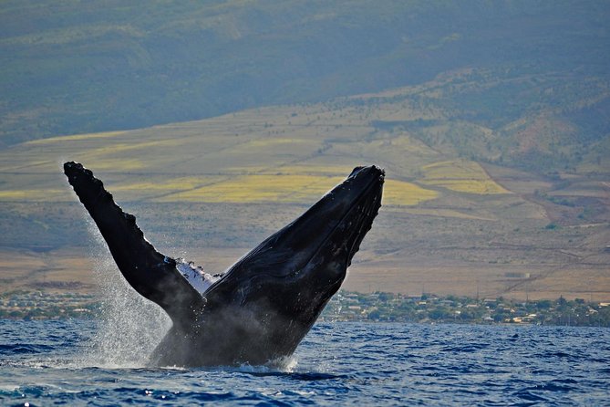 From Ma'alaea Harbor, Maui: Whale Watch Cruise Aboard Malolo - The sunset timing is pleasant but limited