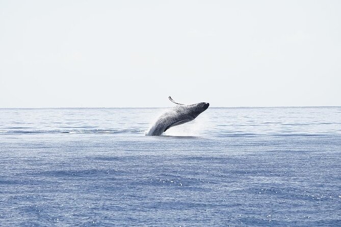 From Ma'alaea Harbor: Sunset Whale Watch Tour Aboard the Malolo - Drinks, comfort, and what to bring