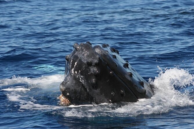 From Ma'alaea Harbor: Sunset Whale Watch Tour Aboard the Malolo - Value at $49.95 per person