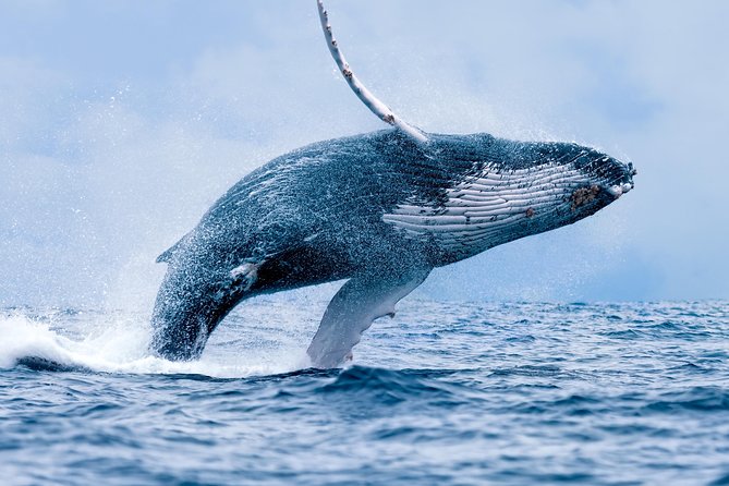 From Ma'alaea Harbor: Whale Watch Cruise Aboard the Malolo - Key points to know before you book