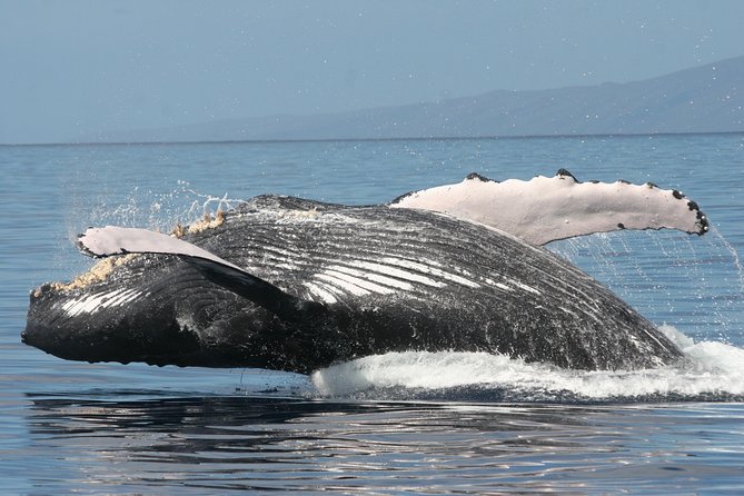From Ma'alaea Harbor: Whale Watch Cruise Aboard the Malolo - Hearing the whales with hydrophones