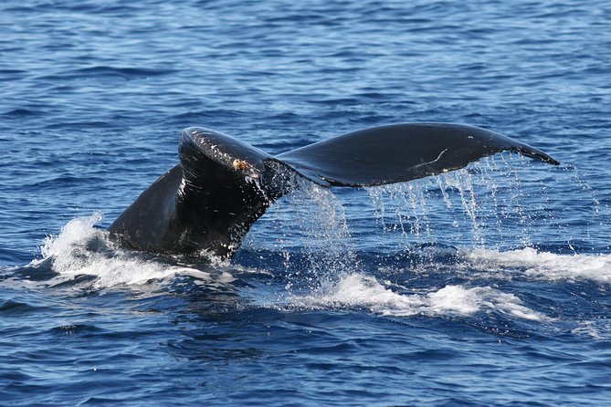 From Ma'alaea Harbor: Whale Watch Cruise Aboard the Malolo - The value of $49.95