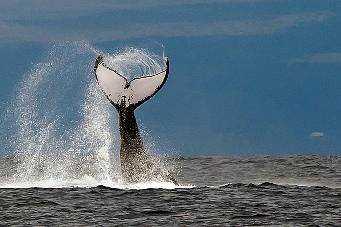 From Ma'alaea Harbor: Whale Watch Cruise Aboard the Malolo - Timing, weather, and cancellation details
