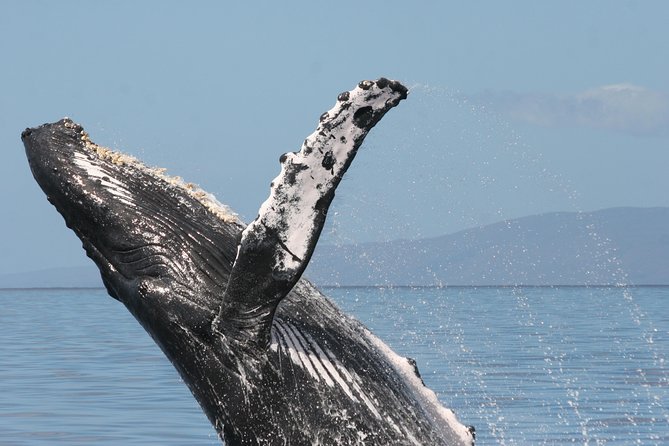 From Ma'alaea Harbor: Whale Watch Cruise Aboard the Malolo - What you see during the two-hour cruise