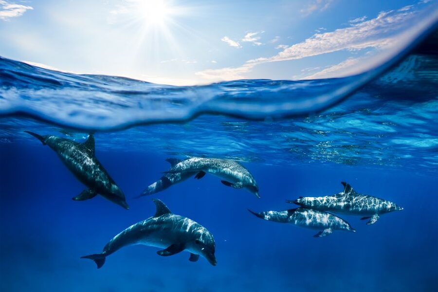 From Ma'alaea: Turtle Town Snorkel aboard Quicksilver - Who should book this morning cruise?