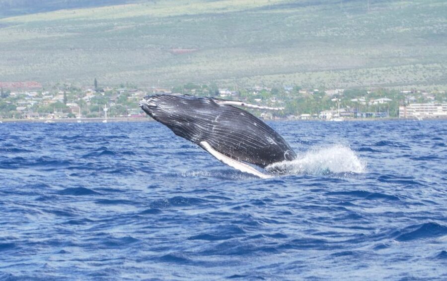 From Maalaea: Whale Watching Catamaran Cruise with Drinks - Key points to know before boarding