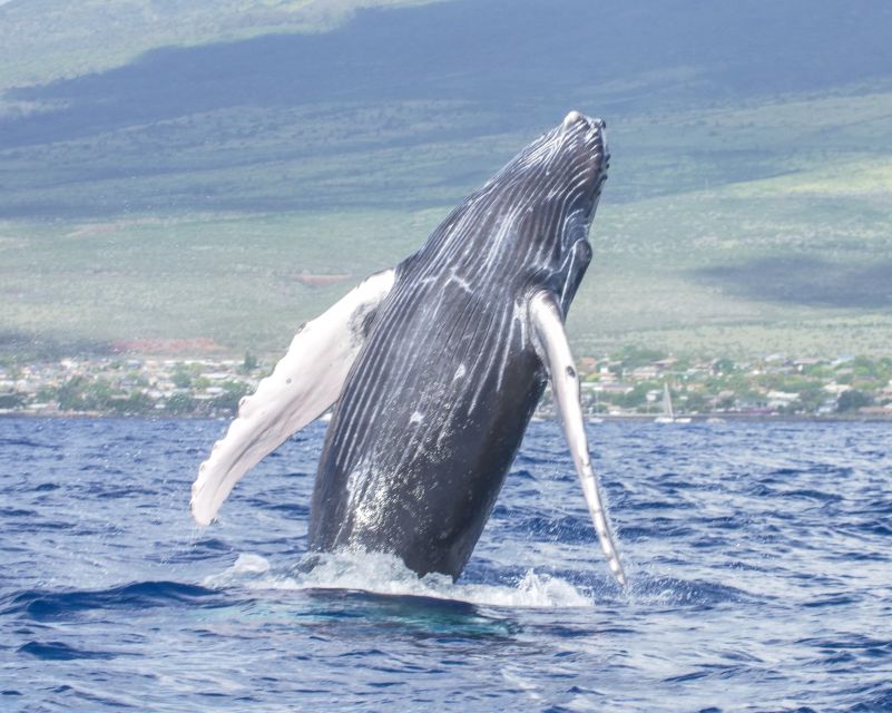 From Maalaea: Whale Watching Catamaran Cruise with Drinks - Who will enjoy Winona most