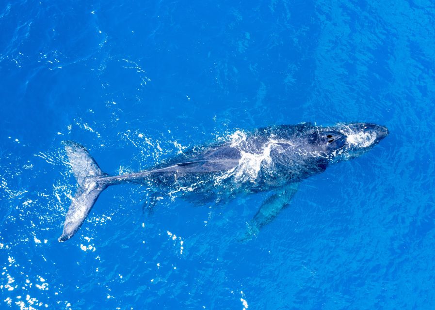From Maalaea: Whale Watching Catamaran Cruise with Drinks - Watching Maui’s humpback whales