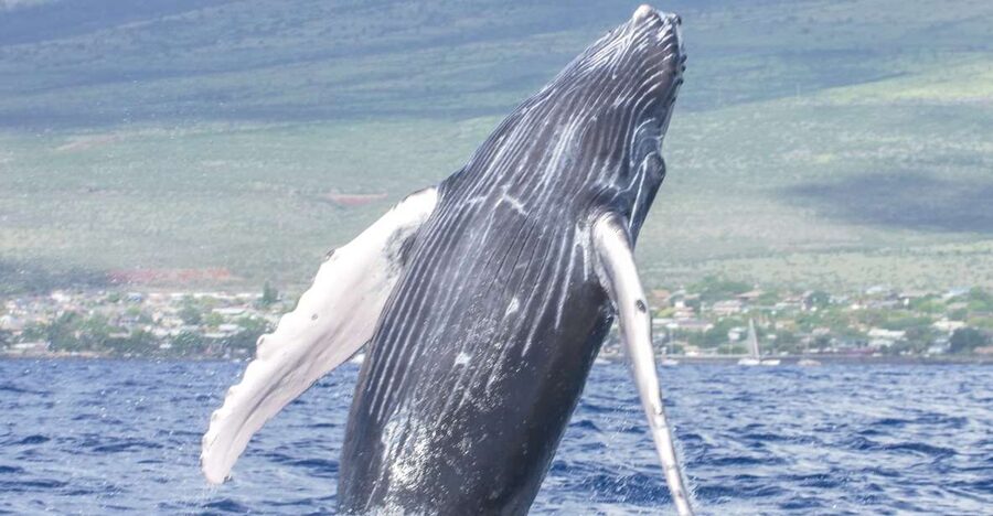 From Maalaea: Whale Watching Catamaran Cruise with Drinks - Hearing whale songs with underwater hydrophones