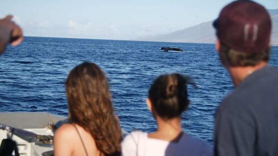 From Maalaea: Whale Watching Catamaran Cruise with Drinks - Drinks, snacks, and onboard comfort