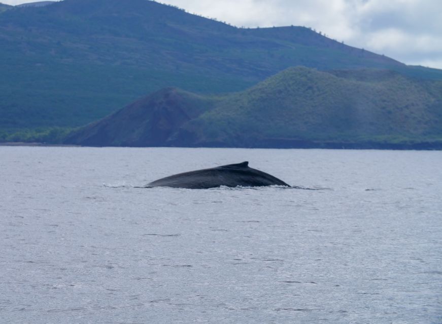 From Maalaea: Whale Watching Catamaran Cruise with Drinks - Seasickness, sun, and practical comfort