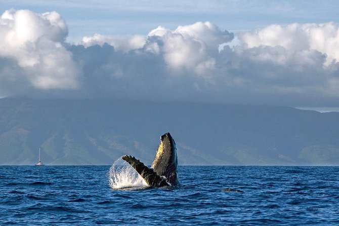 From Maalaea: Whale Watching Tour Aboard the Quicksilver - Listening to whales through the hydrophones
