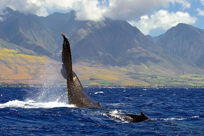 From Maalaea: Whale Watching Tour Aboard the Quicksilver - The crew’s strongest role