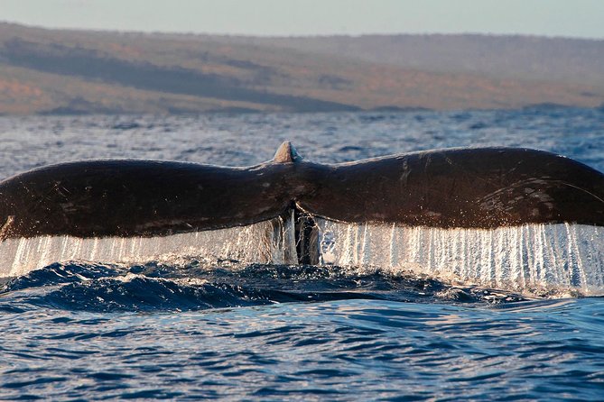 From Maalaea: Whale Watching Tour Aboard the Quicksilver - Weather, timing, and practical planning