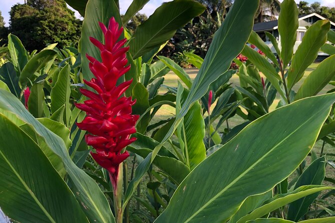Full-Circle "Reverse" - Luxury Road to Hana Tour from South Maui - Wailua Falls and the first waterfall stop