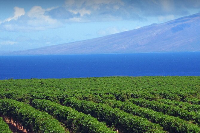 Fun & Affordable! West Maui Open-Air Sightseeing Tour! - Who Will Get the Most From This Ride