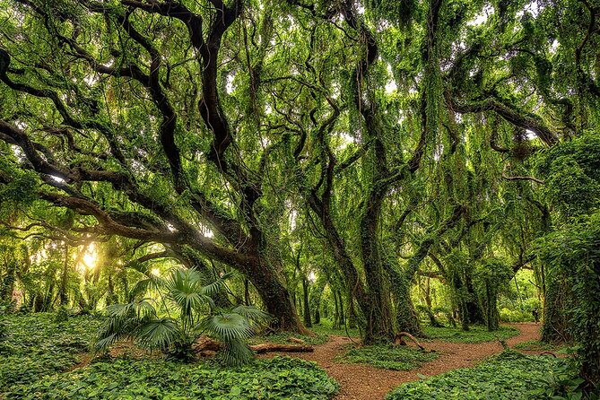 Fun! Open-Air Banyan Tree Forest & Blowhole Sight-Seeing MauiTour - Comfort, wind, and what to bring
